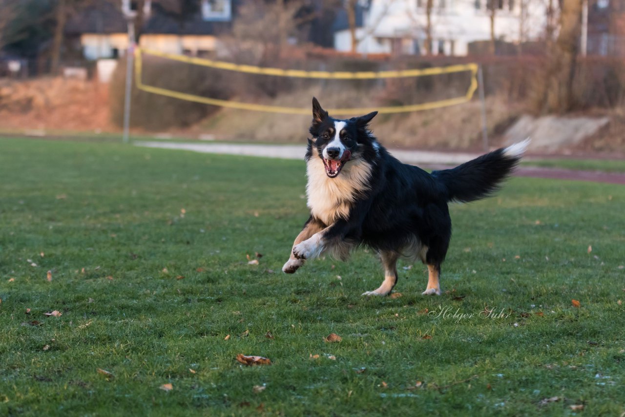 Bild 42 - Hundeshooting